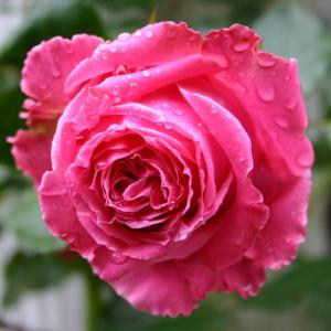 Роза "Auguste Renoir"