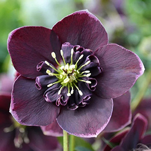 Морозник восточный "Anemone Aubergine with White Edge"