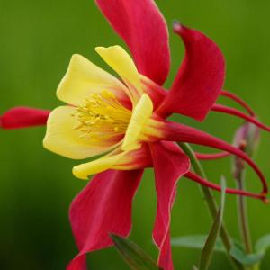Аквилегия "Music Red and Yellow"