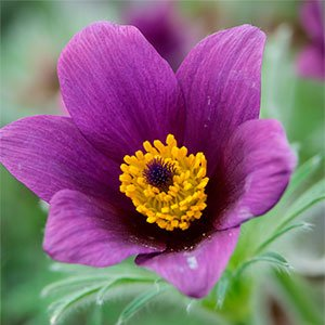 Прострел "Pulsar Violet Shades"