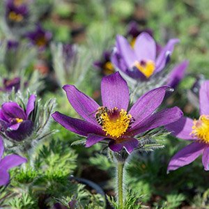 Прострел "Pinwheel Blue Violet Shades"
