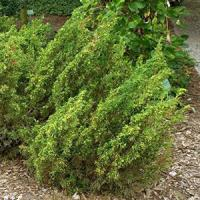 Можжевельник китайский "Plumosa Aureovariegata"