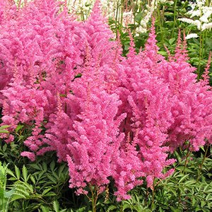 Астильба Арендса "Gloria Purpurea"