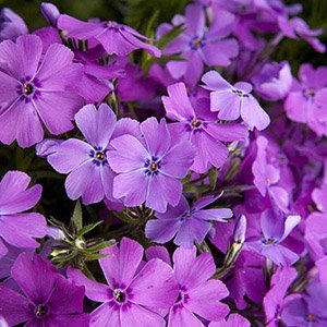 Флокс шиловидный "Early Spring Purple"