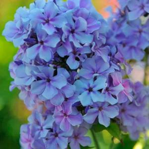 Флокс метельчатый "Ордынка"