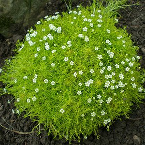 Мшанка шиловидная "Irish Moss"