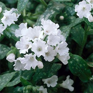 Медуница лекарственная "Sissinghurst White"