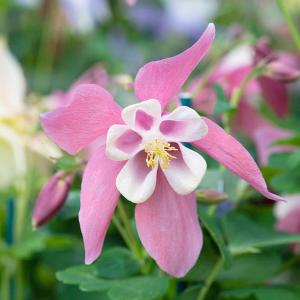 Аквилегия "Spring Magic Rose And White"