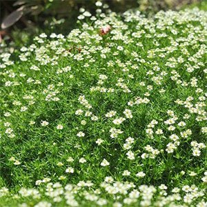 Мшанка шиловидная "Green Moss"