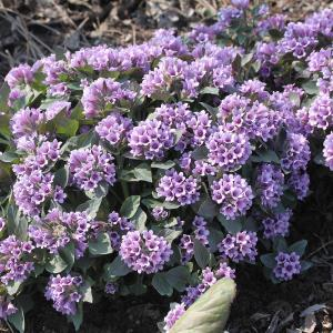 Пузырница физалисовая "New Violet"