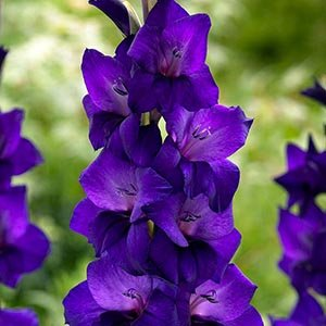Гладиолус "Purple Flora"