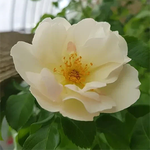 Шиповник (роза) сортовой "Yellow Robusta"