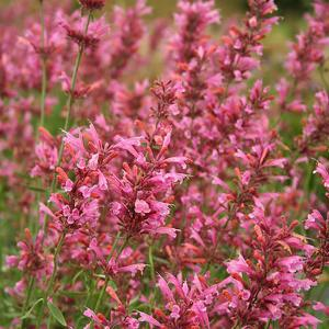 Лофант (Многоколосник) морщинистый "Sunny Sparks Pink Glow"