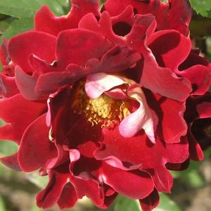 Роза "Mystique Ruffles"