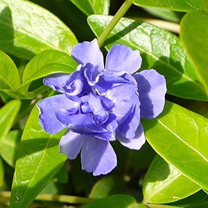 Барвинок малый "Panta"