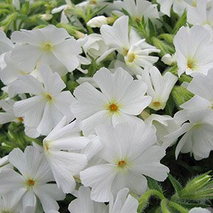 Флокс шиловидный "Early Spring White"