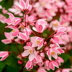 Дейция гибридная "Yuki Cherry Blossom"