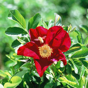 Шиповник (роза) сортовой "Ann Endt"
