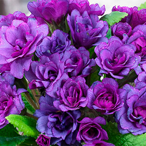 Примула "Purple Storm"