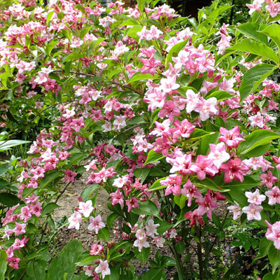 Вейгела "Rosea"