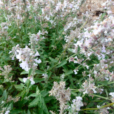 Котовник Фассена "Gletschereis"