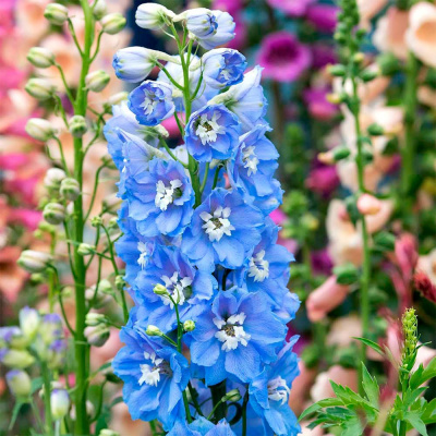 Дельфиниум "Magic Fountains Sky Blue White Bee"