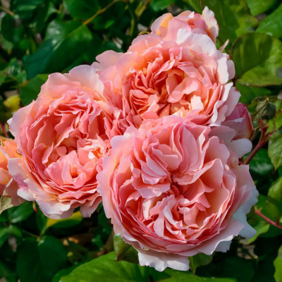 Роза "Princesse Charlene de Monaco"