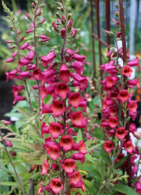 Наперстянка крупноцветковая "Illumination Raspberry"
