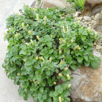 Ива курильская