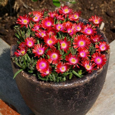Делосперма купера "Jewel of Desert Garnet"