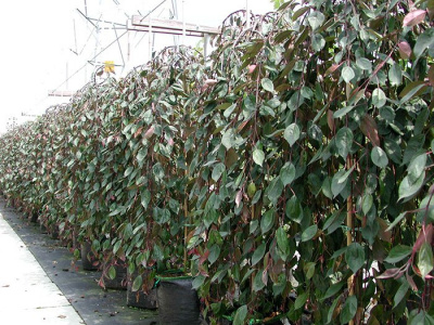 Яблоня низкая "Pendula Rubriflora"