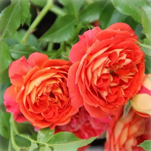 Роза "Starlet Rose Carmen"