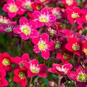 Камнеломка арендса "Rockies Red"