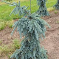 Ель колючая "Glauca Pendula"