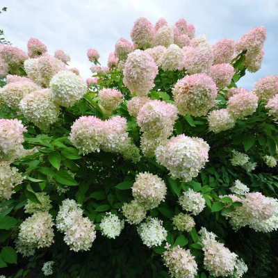 Гортензия метельчатая "Grandiflora"