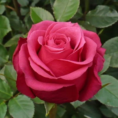 Роза "Amalia"