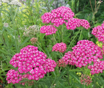 Тысячелистник обыкновенный "Cerise Queen"