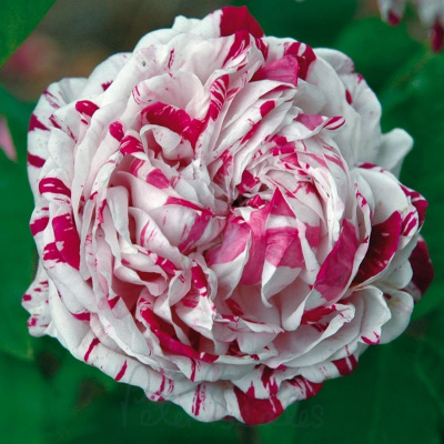 Роза "Variegata di Bologna"
