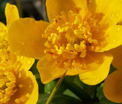 Калужница болотная "Bright Yellow"