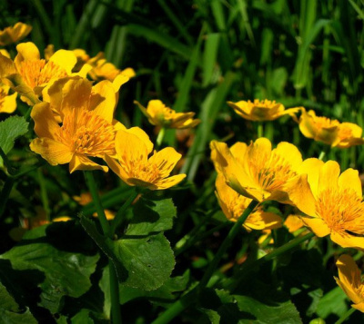 Калужница болотная "Bright Yellow"