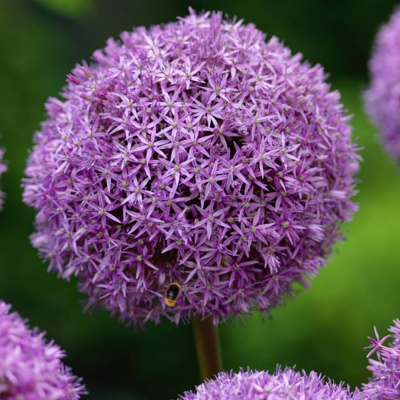 Аллиум (лук) декоративный "Globemaster"